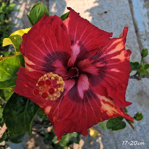 Taiwan Dance of Crimson Flame - Cutting